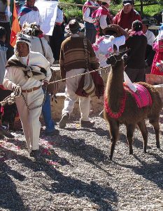 Aymara ceremony in Copacabana, Bolivia. (Wikipedia)