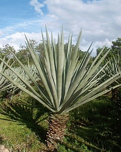 Convert spent two nights in field of Sisal, a species of Agave cultivated in Kenya among other countries. (Wikipedia)
