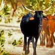 Ethnic Fulani Muslim herdsman. (Wikipedia)