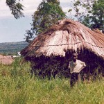 Typical village dwelling in Tanzania. (Christian Aid Mission)