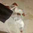 Hindu extremists beat the soles of Joginder Gold's feet. (Morning Star News)