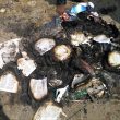 Hindu extremists burn Bibles outside building of church attacked in Sikandar Chavadi, Tamil Nadu, India. (Morning Star News)