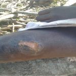 Knee injury of 10-year-old girl attacked in eastern Uganda on Jan. 24, 2021. (Morning Star News)