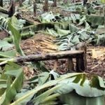 Destroyed crops on banana plantation of Umar Opoloto in Pallisa District, Uganda on Dec. 12, 2021. (Morning Star News)