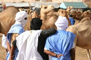 Camel market in Nouakchott, capital of Mauritania. (Ferdinand Reus, Creative Commons)