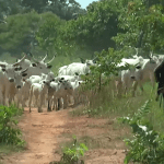 Fulani cattleman in southern nigeria. (Screenshot of DW report on YouTube)