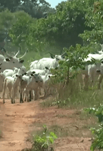 Fulani cattleman in southern nigeria. (Screenshot of DW report on YouTube)