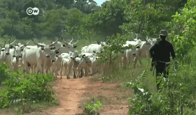 Fulani cattleman in southern nigeria. (Screenshot of DW report on YouTube)