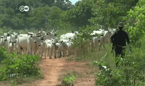 Fulani cattleman in southern nigeria. (Screenshot of DW report on YouTube)