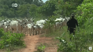 Fulani cattleman in southern nigeria. (Screenshot of DW report on YouTube)